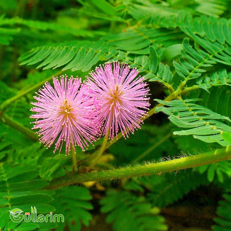 Utancaq Mimoza – Küsən Gül (Mimosa pudica)