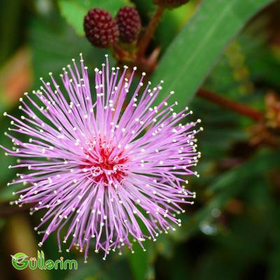 Utancaq Mimoza – Küsən Gül (Mimosa pudica)
