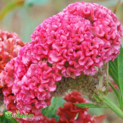 Xoruz pipiyi - (Celosia cristata)