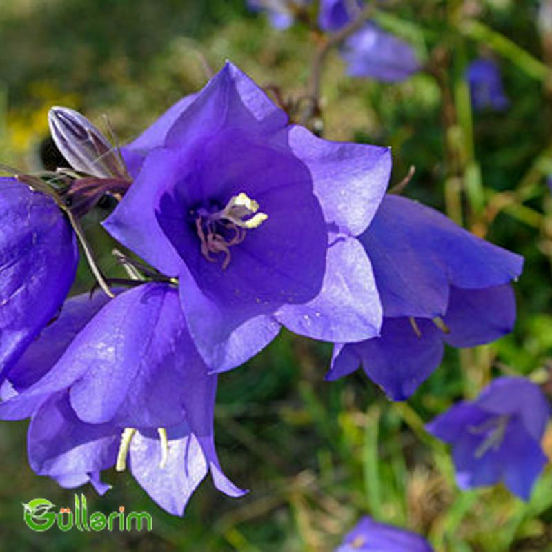 Zəng Gülü - (Campanula)
