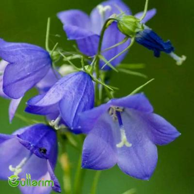 Zəng Gülü - (Campanula)