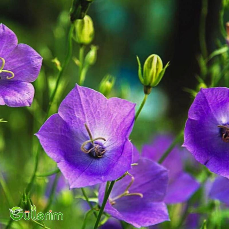 Zəng Gülü - (Campanula)