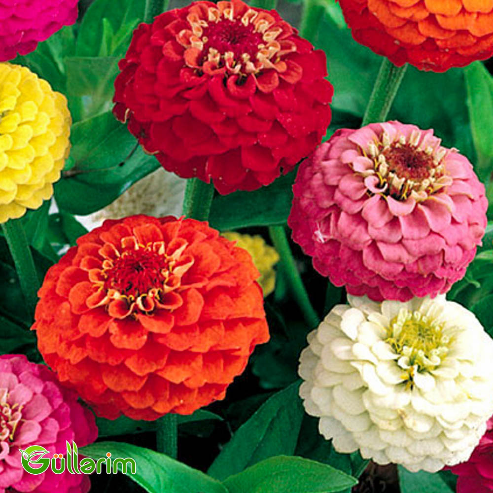 Zinnia (Zinnia elegans)